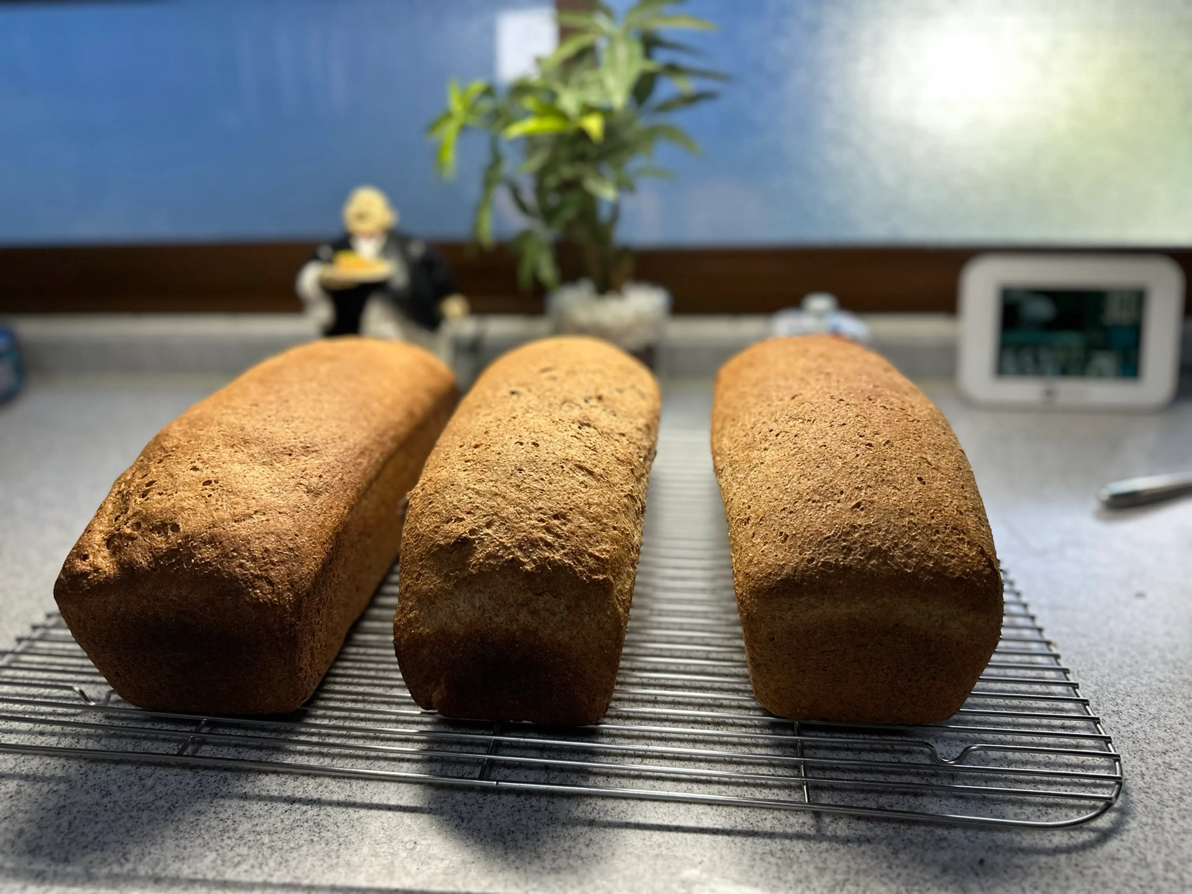 Lauri’s whole wheat bread